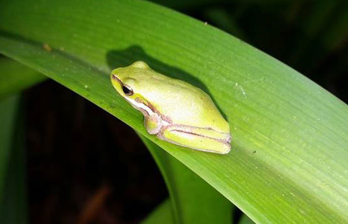 Dwarf Green Tree Frog
